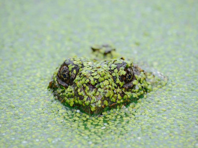徒步冈仁波齐<br>lyd4nhjn.cn 转山转水转佛塔